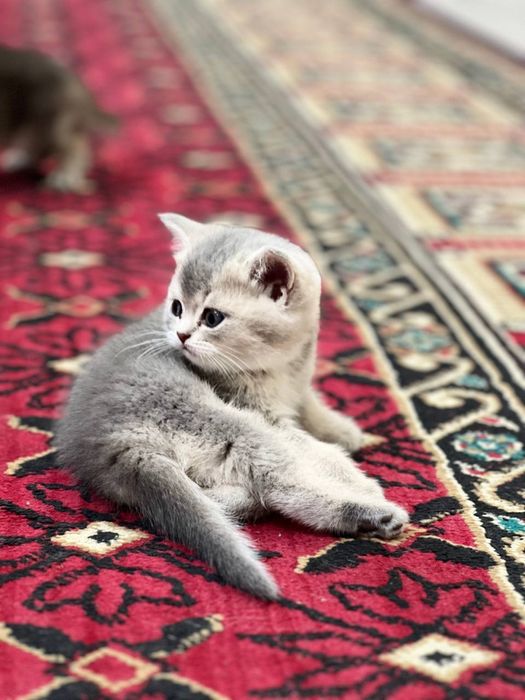 Кошка Мушук Zalatoy Mushuk bolalari 2 ta oʻgʻil 2 ta qiz