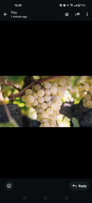 Struguri albi de vin