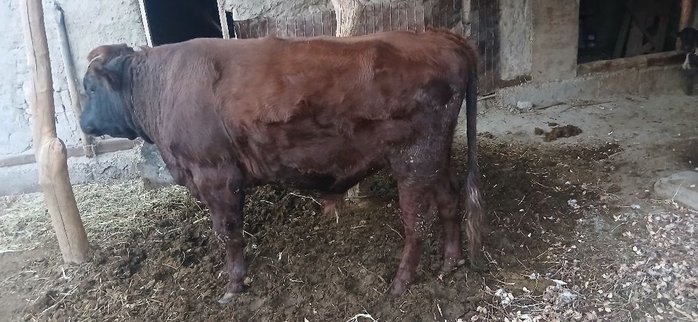 1 yarim yoshar buqqa