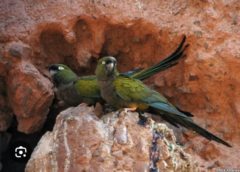 Скалистые ары или Патагонские молодая пара  ары