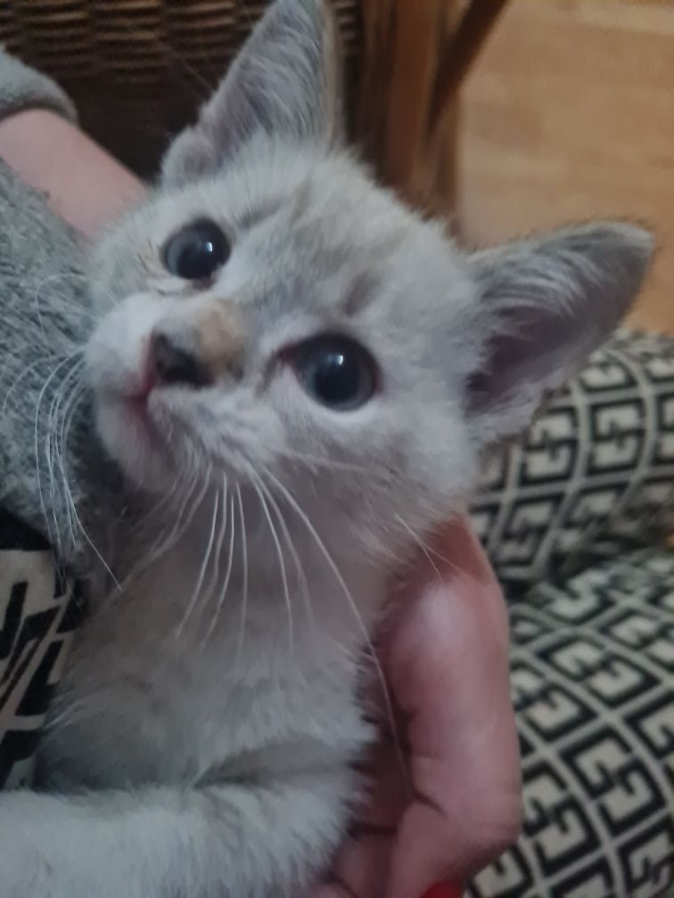 Котята два месяца даром