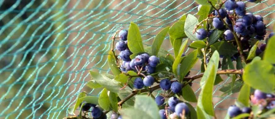 Folie agrotextil / antiburuieni role 25/50/100m - Tratat uv GARANTIE