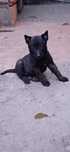 Cățelușa Ciobanesc Belgian Malinois