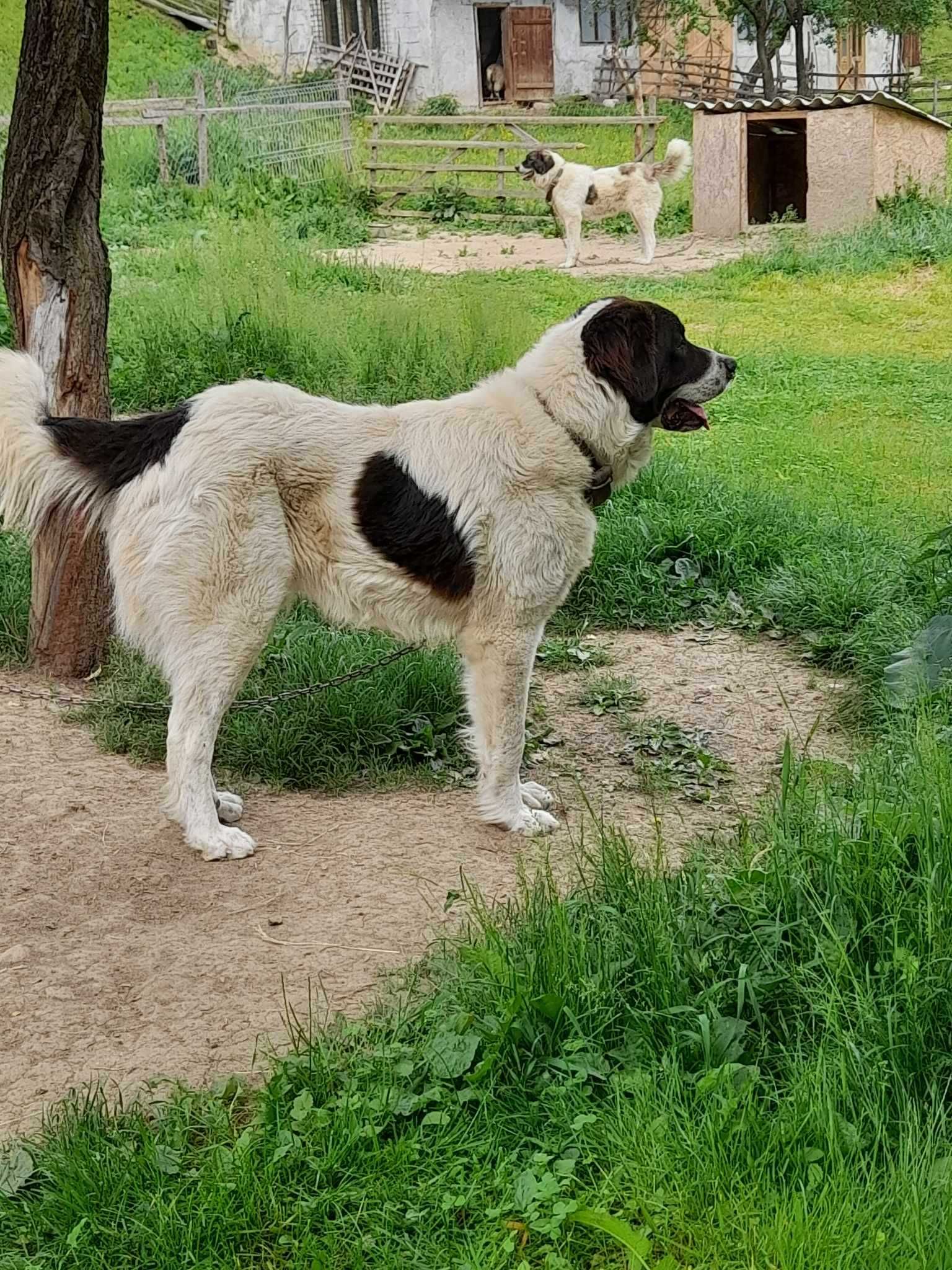 Caine ciobanesc de bucovina