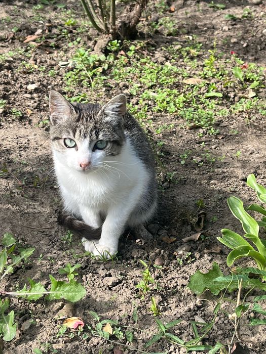 Pisicuța pentru adopție