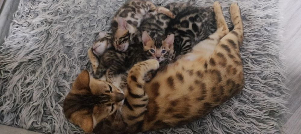 Бенгальские котята