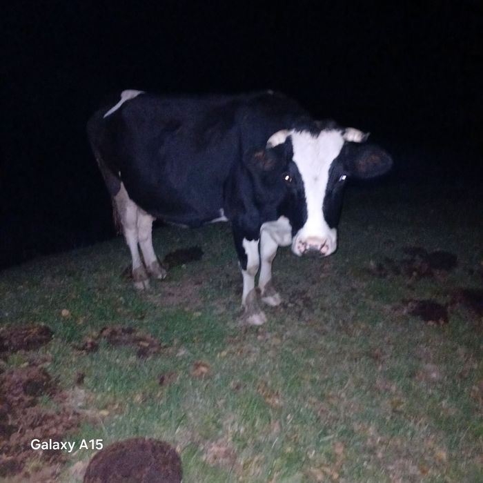 Vand vaca buna de lapte