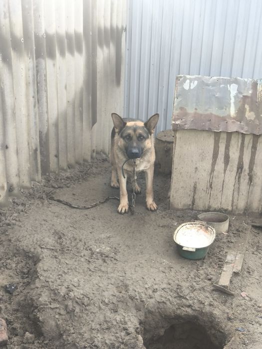 Отдам даром овчарку в хорошие руки