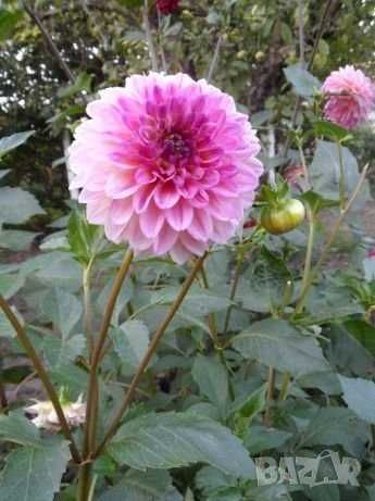 ДАЛИЯ, грудки . Йонотера