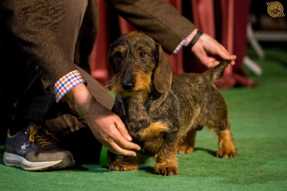 Pui Teckel Standard par Sarmos ( Dachshund Standard Rauhhaar )