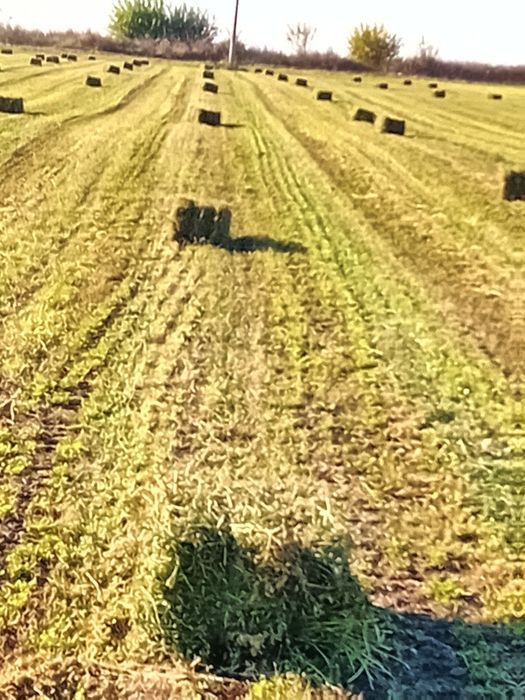 Baloți de lucernă la 25 RON balotul baloți de lucernă