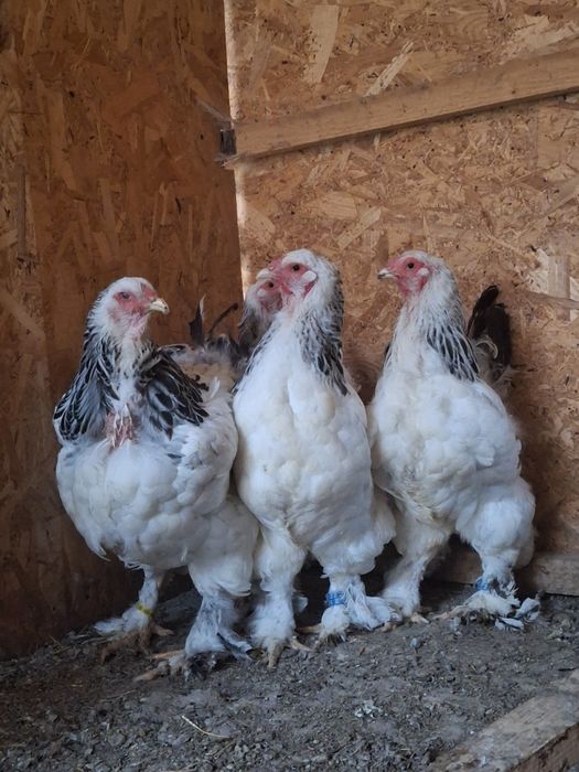 Familie brahma HD 2024