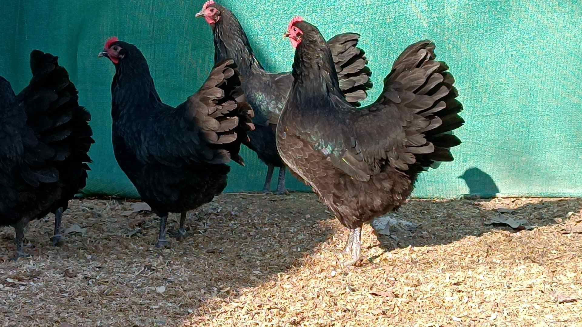 Австралорп руминя продаю яйцо 25.-30. тисч ...