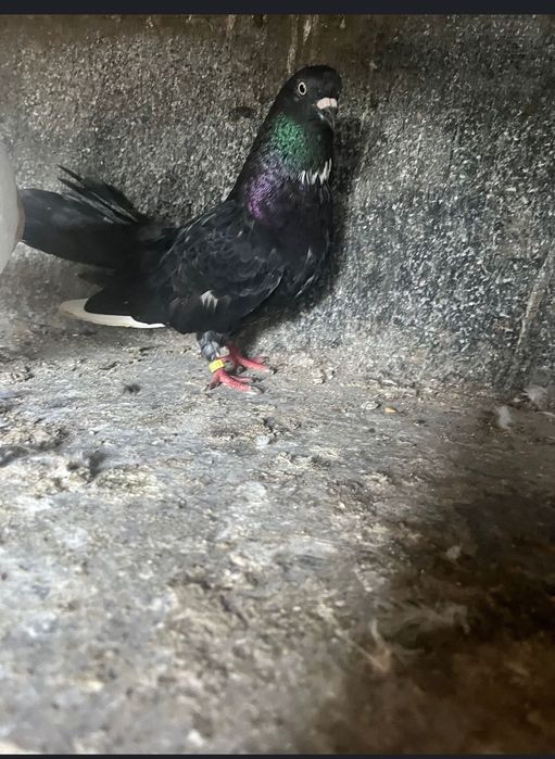 18 porumbei 200 lei toți