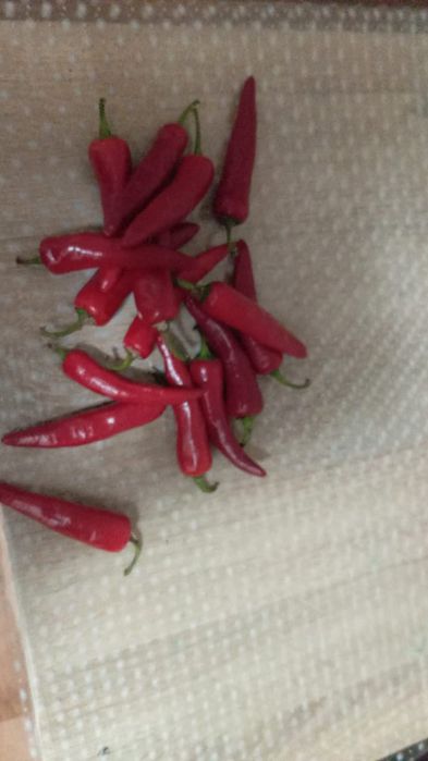 Продам горький перец