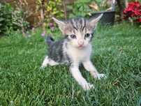 Pui pisica spre adoptie