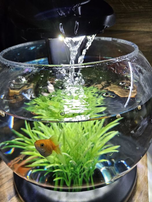 Аквариум със златна рибка