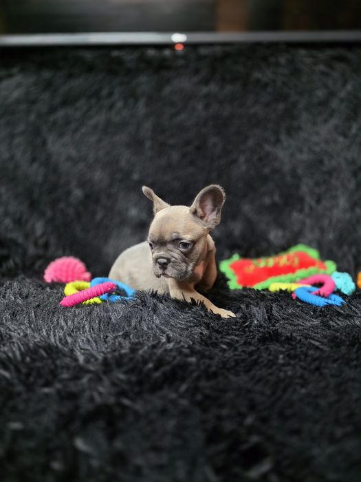Bulldog francez blue fawn sable