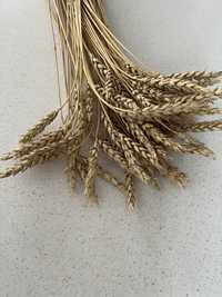 Колоски пшеницы, сухоцветы, колосья