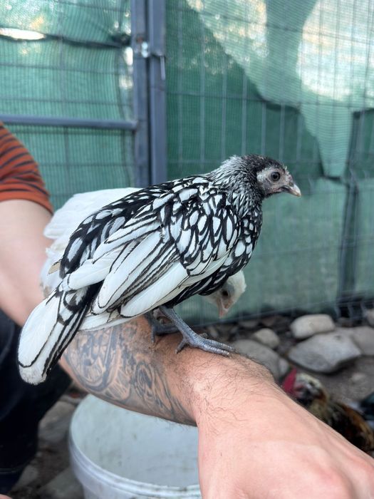 Vând sebright argintiu și mii de flori