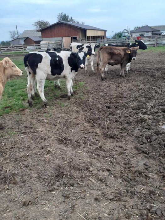 Junele baltate si holstein
