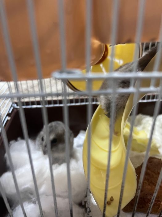 Хомячки джунгарские