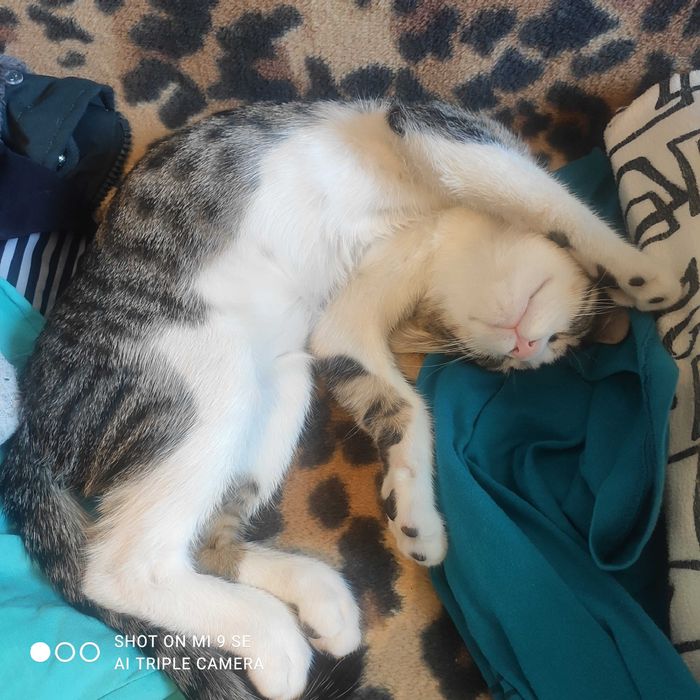 Donez pisici de 2-3 luni