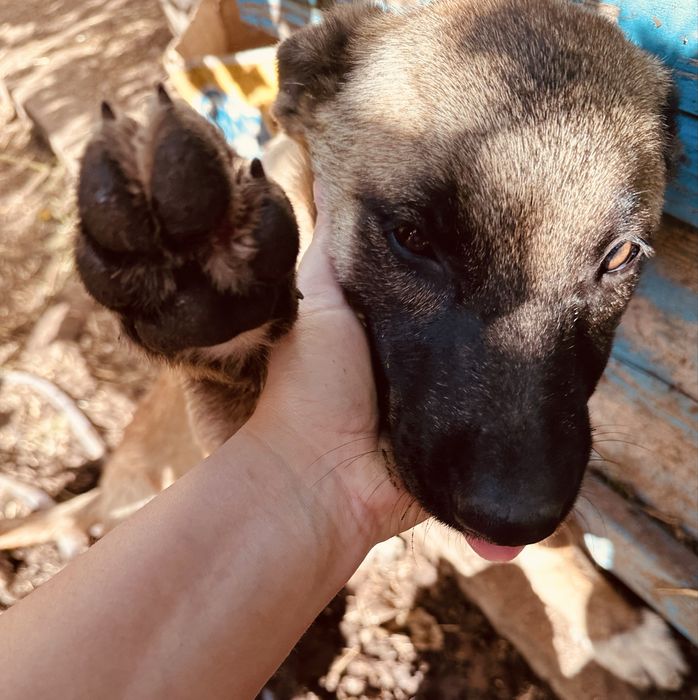 Donez caine / catel malinois
