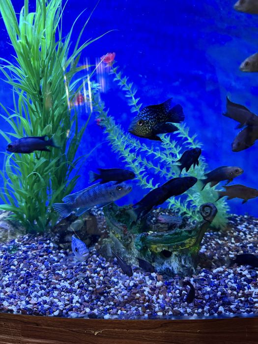 Аквариум фирменный 60 литров, новый. В полном комплекте!