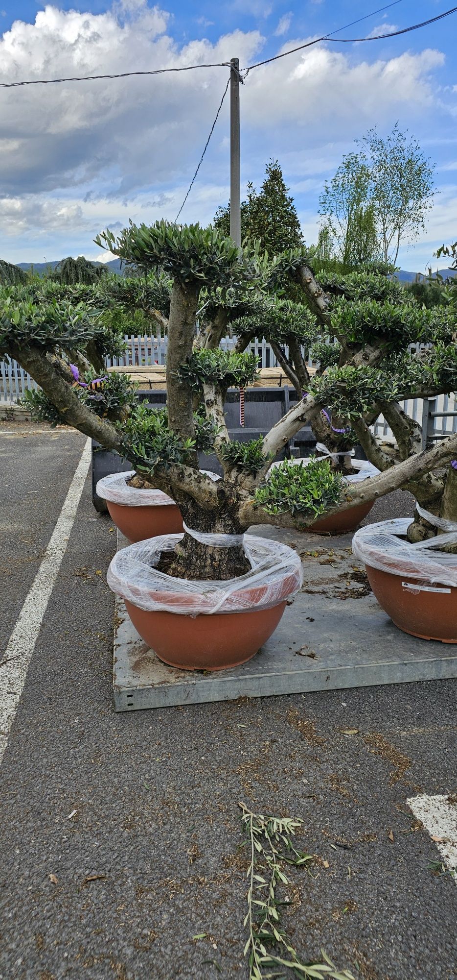 Magnolia grandiflora - Palmieri - Măslini