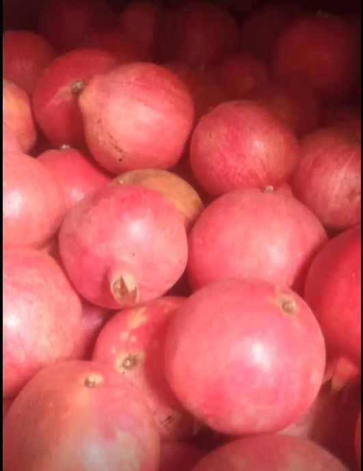 Ширин Анор меваси сотилади