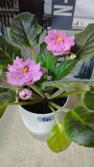 Фиалка молодая зацветающая