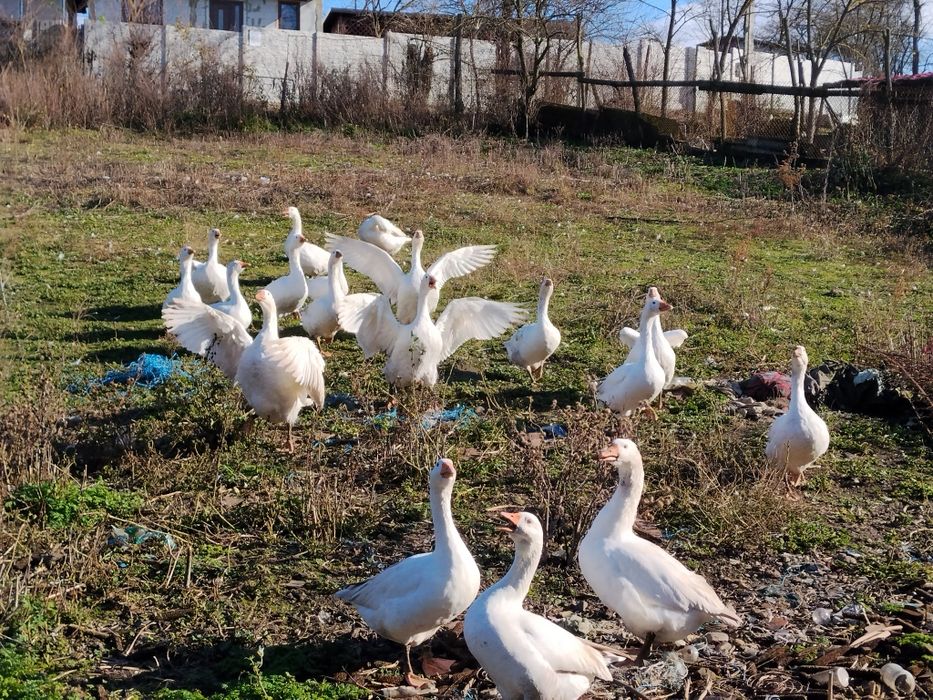 Gâște de vânzare