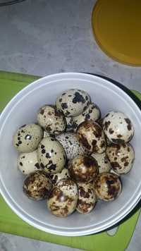 Яйца перепилиные