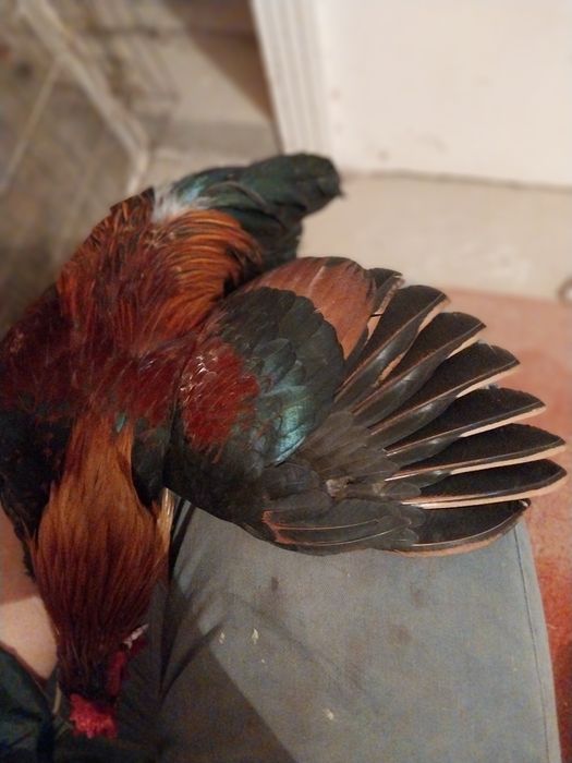 Япон хороз ва товуклар