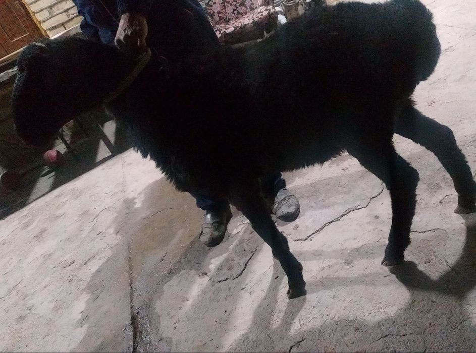 Arzon GAVDASI KATTA Semiz Xonaki Qora Qochqor sotiladi