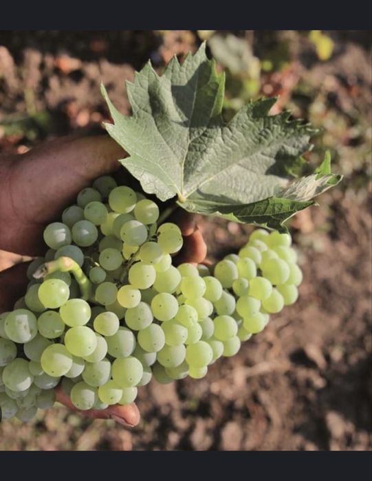 Struguri productie 2025