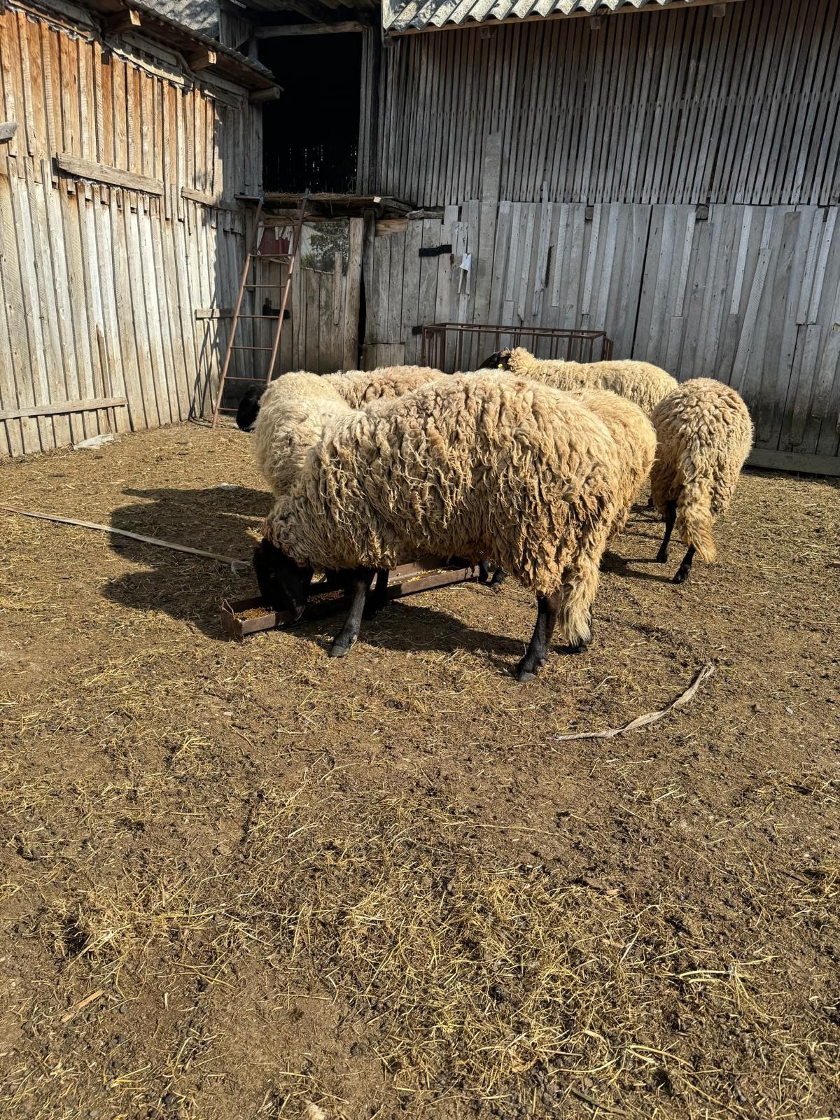 Vand oi carabase cu capul negru de Teleorman