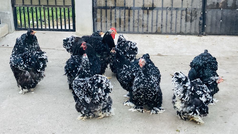 Cochinchina urias bobat negru si albastru