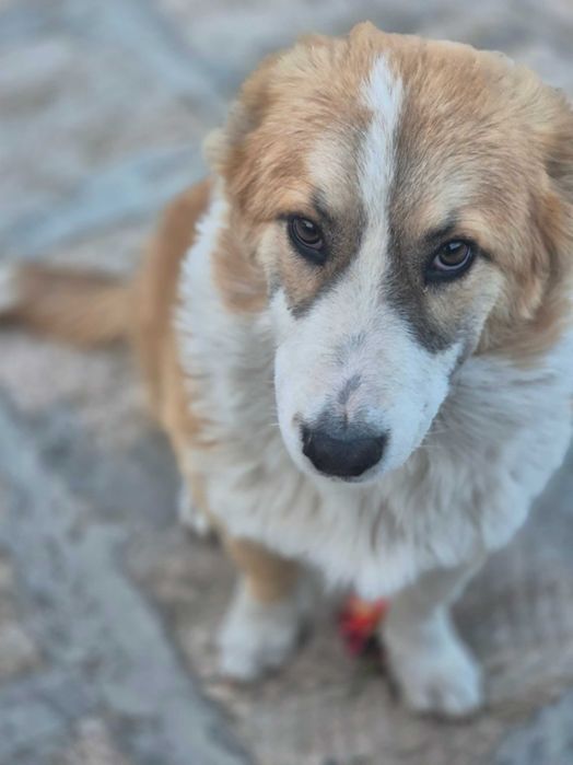 Королевская собака Корги