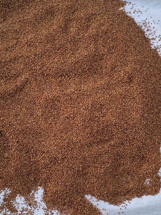 Vând semințe de lucernă