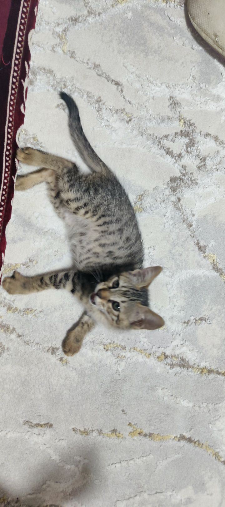 Маленький Мурка Бесплатно
