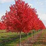 Artar siberian acer ginnala ,October glory ,Artar variegat flamingo