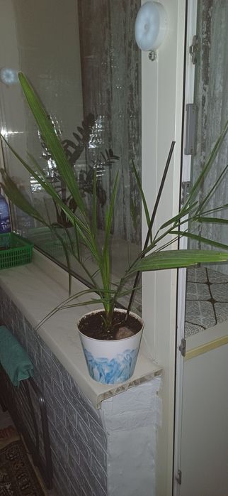 Продам финиковое дерево