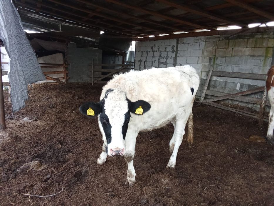 De vinzare junica montată