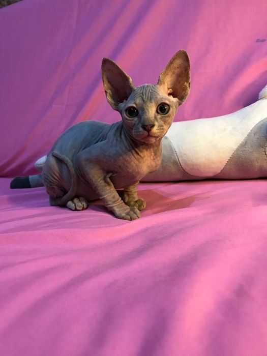 Котята породы Сфинкс. 2,5 месяца .