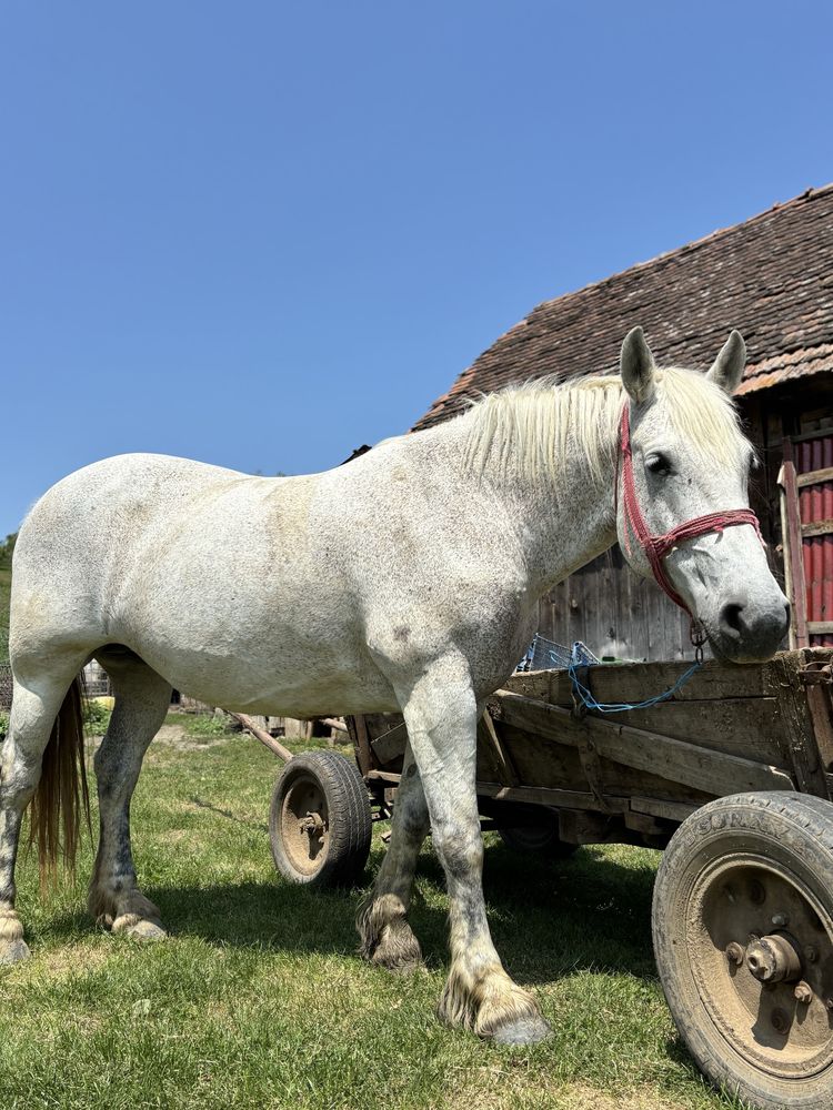 De vânzare iapă de 9 ani ,foarte blanda