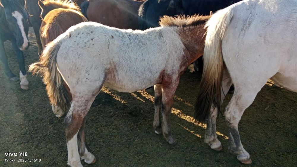 Жабагы сатылады/ продаю жеребца