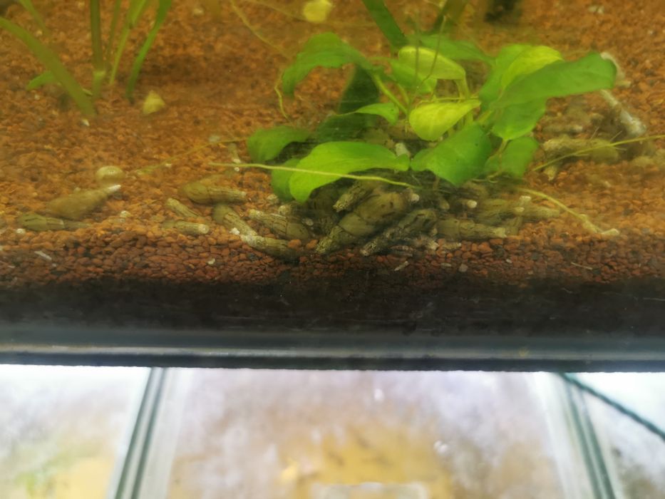 Melci melanoides tuberculata