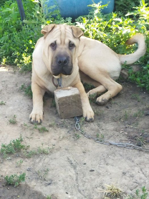 Мальчик шарпей ищет невесту